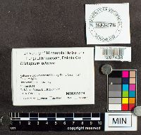 Trichaptum biforme image