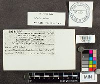 Trichaptum biforme image