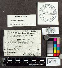 Trichaptum biforme image