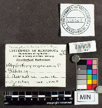 Trichaptum biforme image