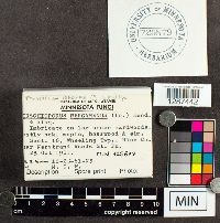 Trichaptum biforme image