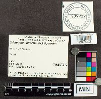 Trichaptum biforme image