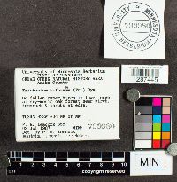 Trichaptum biforme image