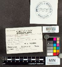 Trichaptum biforme image