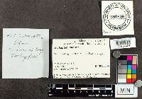 Trichaptum biforme image