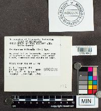 Trichaptum biforme image