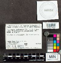 Trichaptum biforme image