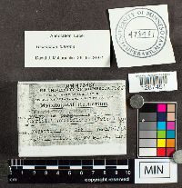 Trichaptum biforme image