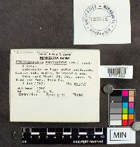 Trichaptum biforme image