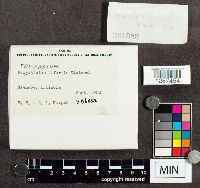 Trichaptum biforme image