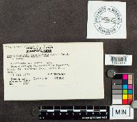 Trichaptum biforme image