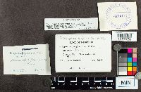 Trichaptum biforme image