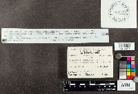 Trichaptum biforme image