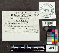 Trichaptum biforme image