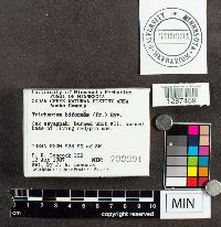 Trichaptum biforme image