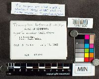 Trichaptum biforme image