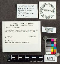 Trichaptum biforme image