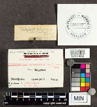 Trichaptum biforme image