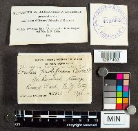 Trichaptum biforme image