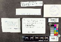 Trichaptum biforme image