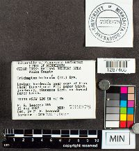 Trichaptum biforme image