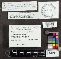 Trichaptum biforme image