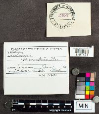 Tricholoma personatum image