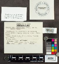 Tricholoma argyraceum image