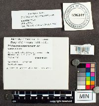 Tricholoma saponaceum image