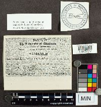 Media resource of Tricholoma patulum