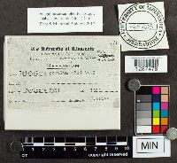 Tricholoma patulum image