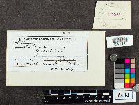 Tricholoma equestre image