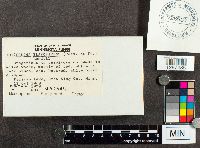 Tricholoma equestre image