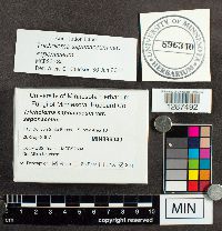 Tricholoma saponaceum image