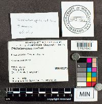 Tricholomopsis rutilans image