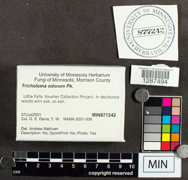 Tricholoma odorum image