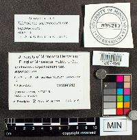 Tricholoma saponaceum image