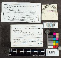 Media resource of Hygrophorus russula