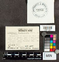 Tricholoma equestre image