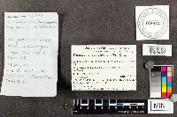 Tricholoma argyraceum image