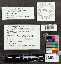 Tricholoma saponaceum image