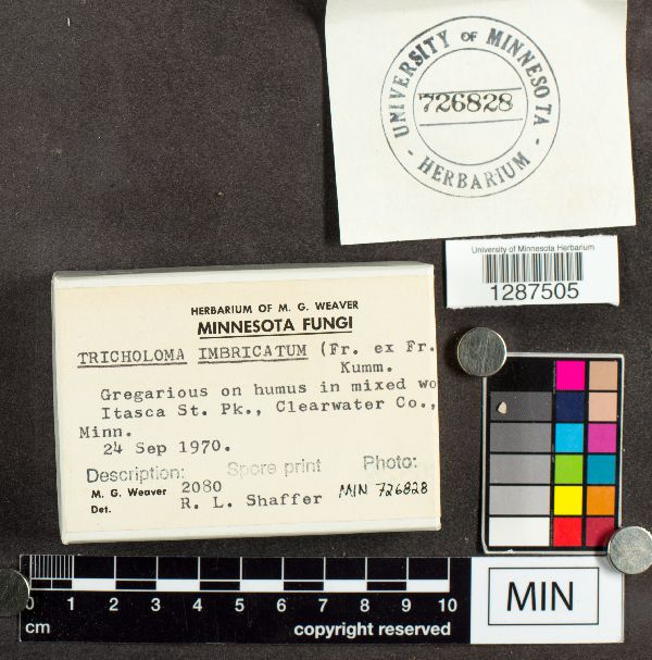 Tricholoma imbricatum image