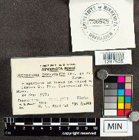 Media resource of Tricholoma imbricatum