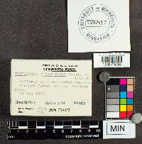 Tricholoma equestre image