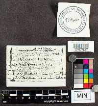 Tricholoma equestre image