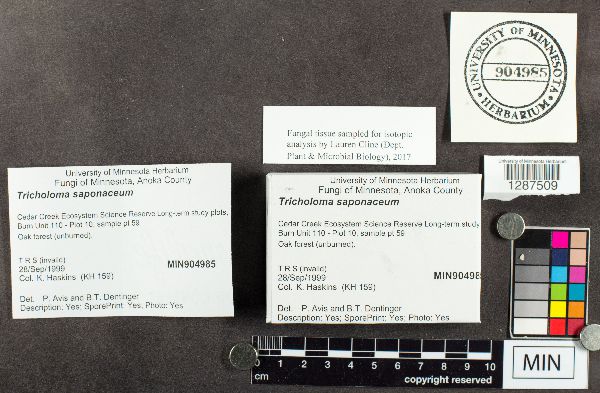 Tricholoma saponaceum image