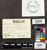 Tricholoma ustaloides image