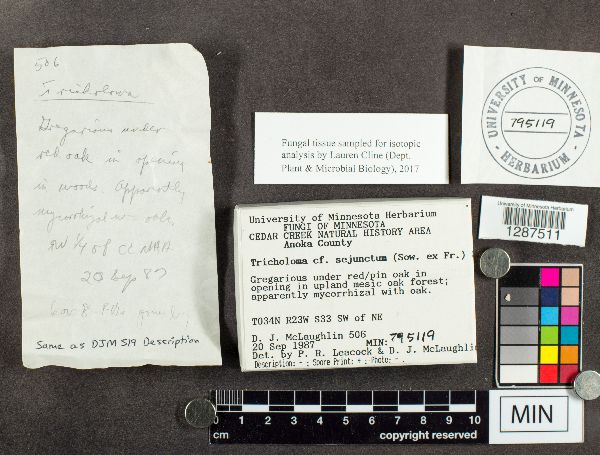 Tricholoma sejunctum image