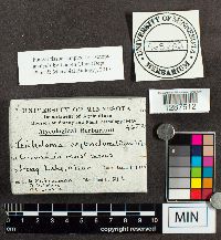 Tricholoma sejunctum image