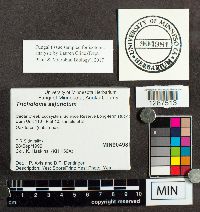 Tricholoma sejunctum image